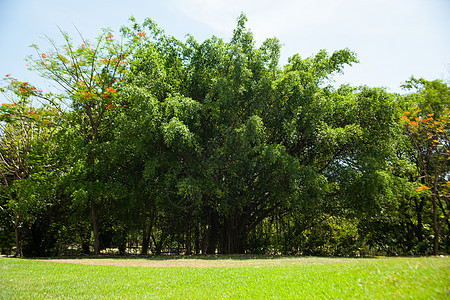 公园和明亮的天空阳光小路蓝色草地场景树木季节森林土地自由图片
