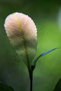 森林里叶子的缝合植物群枝条晴天花园季节植物绿色生长太阳环境图片