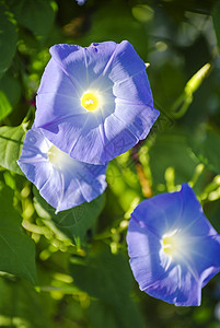 蓝色晨光鲜花图片