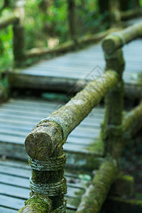 热带雨林中的木桥荒野苔藓丛林孤独水分楼梯行人热带魔法天桥图片