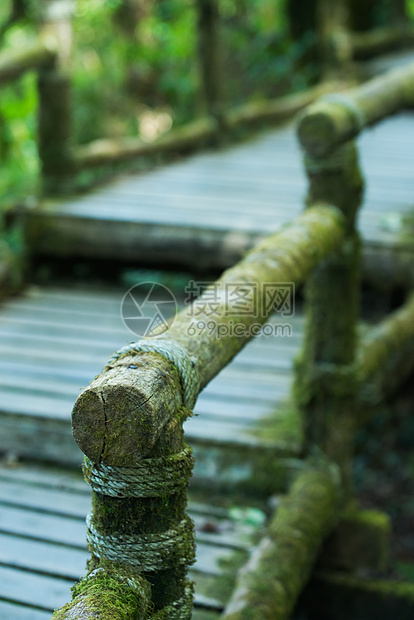 热带雨林中的木桥荒野苔藓丛林孤独水分楼梯行人热带魔法天桥图片