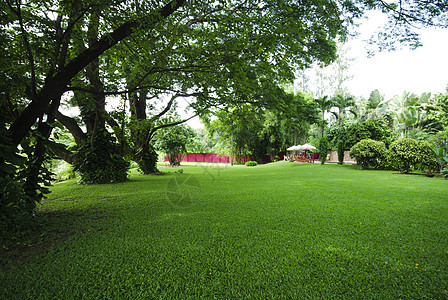 公园夏日绿草坪 夏天风景图片