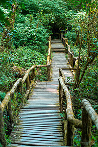 热带雨林中的木桥蕨类楼梯天桥气候公园孤独风化行人水分热带图片