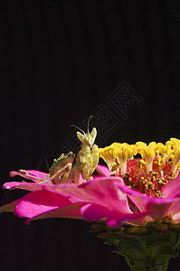 紧闭黑本底孤立的粉红花朵荒野爪子花园螳螂天线叶子国家眼睛料斗昆虫图片
