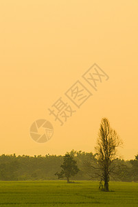 日落或日出时亚洲稻田阳光环境射线季节农村场景土地文化草地天空图片