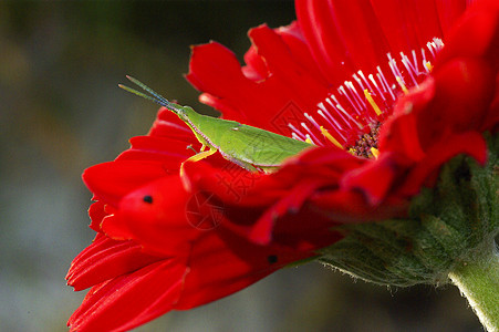 长角或红花上的板球绿色刺槐紫色昆虫漏洞甲虫眼睛料斗害虫蟋蟀图片