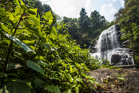 春季的降水 位于深雨林丛林中溪流木头岩石瀑布情调旅行森林环境美丽丛林图片