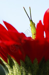 长角或红花上的板球眼睛天线料斗漏洞蟋蟀紫色花朵昆虫红色甲虫图片