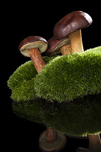 新鲜蘑菇植物食物黑色季节蔬菜苔藓营养烹饪美食美味图片