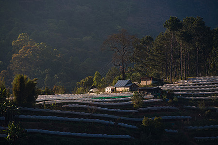 温室植物泰国清迈环境热带星星夜景生长农业起跑线农村高地场景图片