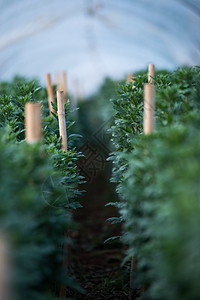 清迈的印拜南山 青梅花田植物学环境植物栽培菊花花园农场森林生长高地图片