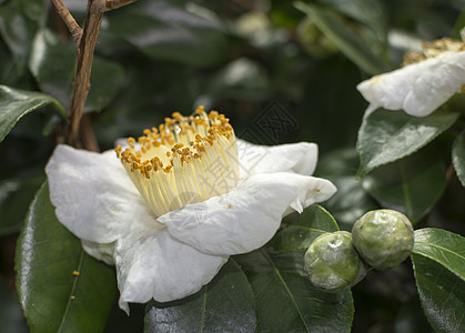 白骆驼花和花蕾花瓣黄色植物花园叶子绿色花朵生长茶花白色图片