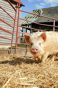 小猪稻草谷仓猪肉哺乳动物鼻子家畜农田仔猪农场动物图片