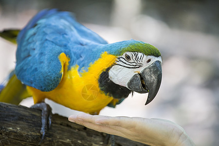 蓝色黄色金刚鹦鹉栖息金色热带翅膀鹦鹉丛林飞行动物园荒野尾巴图片