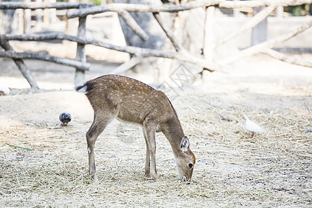 鹿场地森林眼睛梅花鹿耳朵鹿角身体荒野动物动物园图片