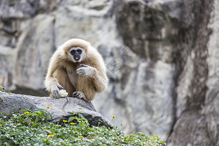 Gibbon 白手脸颊猩猩濒危哺乳动物动物少年黑猩猩原始人丛林猿猴背景图片