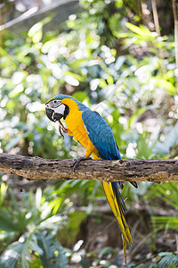 蓝色黄色金刚鹦鹉动物园丛林情调羽毛尾巴动物鹦鹉金子翅膀栖息图片