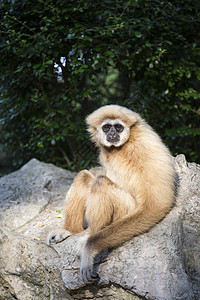 Gibbon 白手动物黑猩猩哺乳动物少年猿猴灵长类脸颊生活荒野野生动物图片