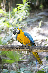 蓝色黄色金刚鹦鹉尾巴金色异国热带动物翅膀丛林飞行荒野情调图片