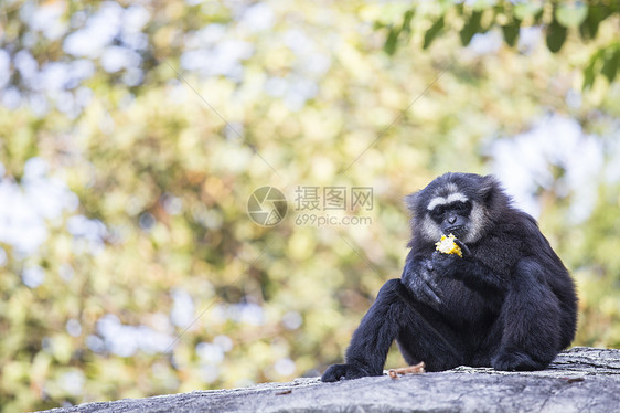 Gibbon 黑手荒野猩猩生活灵长类丛林脸颊白手女性少年俘虏图片