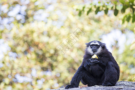 Gibbon 黑手丛林生活濒危黑猩猩野生动物女性猿猴动物脸颊白手图片