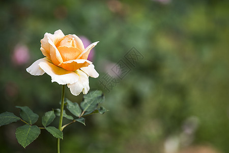 只是 Joey玫瑰花瓶礼物女王花束植物母亲植物群花朵花园婚礼图片