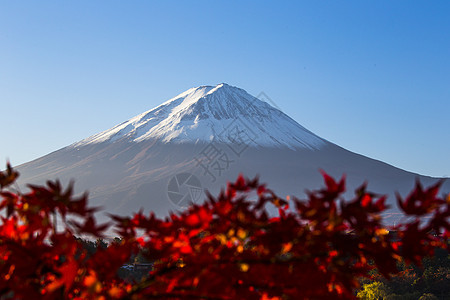 日本富士山红秋叶樱花顶峰季节斋子假期风景地标植物观光天空图片