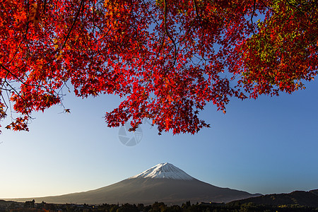 日本富士山红秋叶季节假期顶峰公吨斋子花园火山植物红叶观光图片