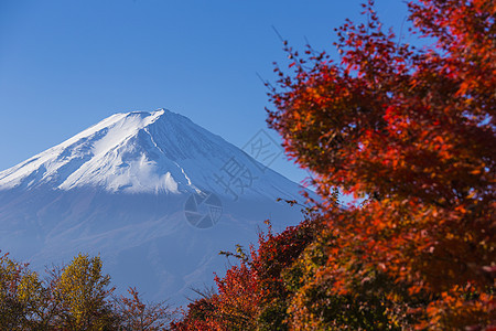 富士山 红色秋天 日本川口子图片
