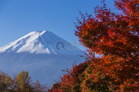 富士山 红色秋天 日本川口子图片