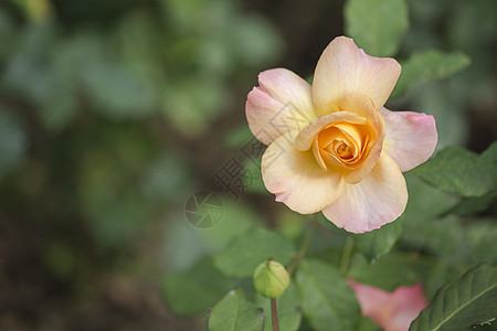 只是 Joey玫瑰园艺礼物叶子母亲美丽植物群卡片花瓶庆典花园图片