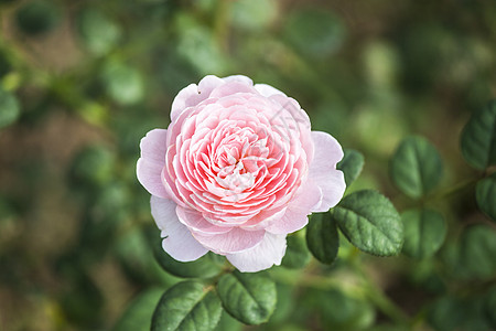 斯威登玫瑰皇后婚礼植物群礼物玫瑰美丽花朵园艺庆典花束花瓣图片