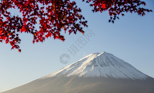 日本富士山红秋叶天空观光季节顶峰红叶旅行地标假期樱花植物图片