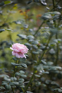 斯威登玫瑰皇后母亲植物群叶子美丽树叶卡片植物花束花园玫瑰图片