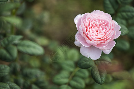 斯威登玫瑰皇后植物群花朵婚礼花瓣庆典美丽花园卡片花瓶园艺图片