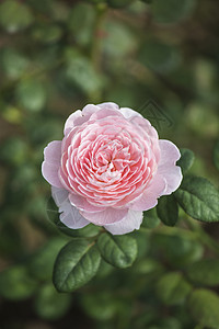 斯威登玫瑰皇后树叶花园庆典植物婚礼玫瑰母亲花束女王花瓣图片