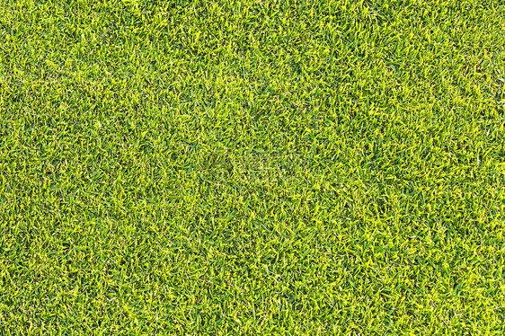 绿草质素和背景草原公园花园地毯生长场地游戏叶子高尔夫球娱乐图片