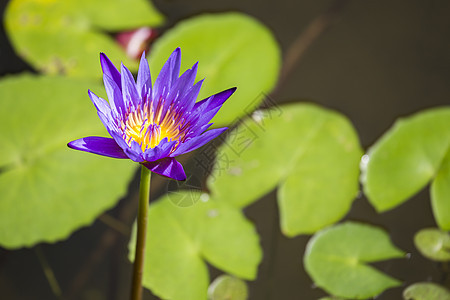 Lotus Lily 水图片