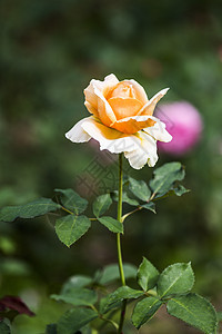只是 Joey玫瑰礼物花瓶园艺植物群美丽花朵母亲植物庆典叶子图片