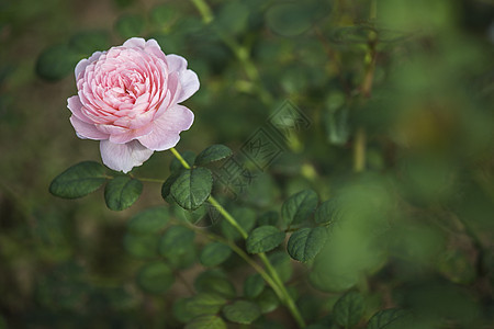 斯威登玫瑰皇后叶子礼物花园树叶植物群玫瑰女王花朵母亲植物图片