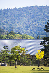 纳拉公园的鹿建筑游客场景旅游文化历史性旅行树木建筑学地标图片