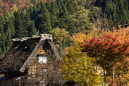 在小村庄的乡和稻田建筑合掌世界全景地标房子森林遗产白川季节图片