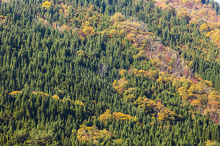 日本白川高的秋季房子建筑学村庄世界全景森林历史合掌季节建筑图片