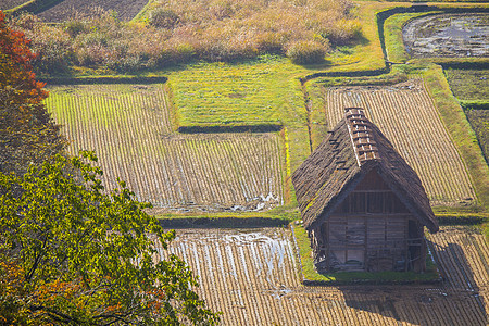 在小村庄的乡和稻田地标合掌世界建筑学历史性白川季节全景村庄建筑图片