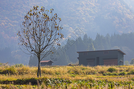 造树合掌造岐阜高清图片