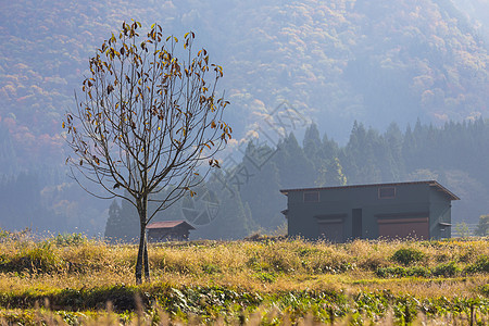 日本白川高的秋季建筑村庄历史季节历史性遗产房子世界地标全景图片