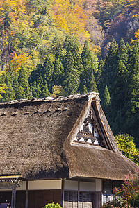 在小村庄的乡和稻田森林白川历史性世界村庄房子全景建筑学地标合掌图片