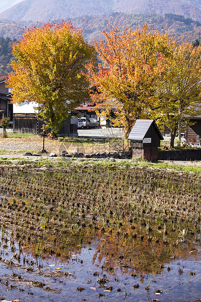 在小村庄的乡和稻田建筑学世界遗产森林建筑白川合掌地标季节村庄图片