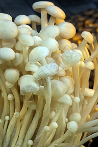 Enoki 食用日本蘑菇图片