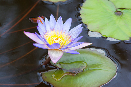 水百里百合植物植物群荷花季节花园环境阳光宗教光束图片